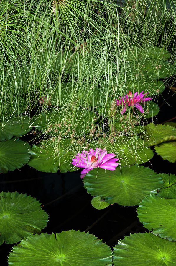 Papyrus and Water Lily Photograph by Ginger Stein