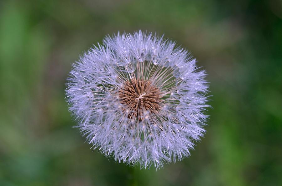Parachute Club- Dandelion Gone to Seed Photograph by David Porteus