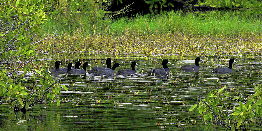 Parade of the Coots Photograph by Phil Jensen