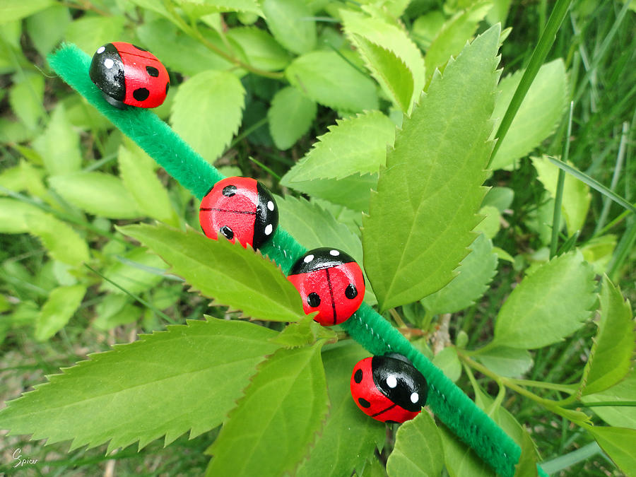 Parade of the Ladybugs Photograph by Christopher Spicer