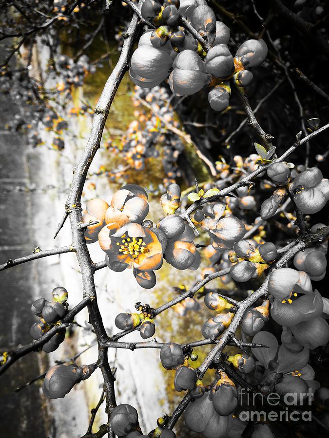 Paradise Apple blossom ochra Photograph by Jarek Filipowicz