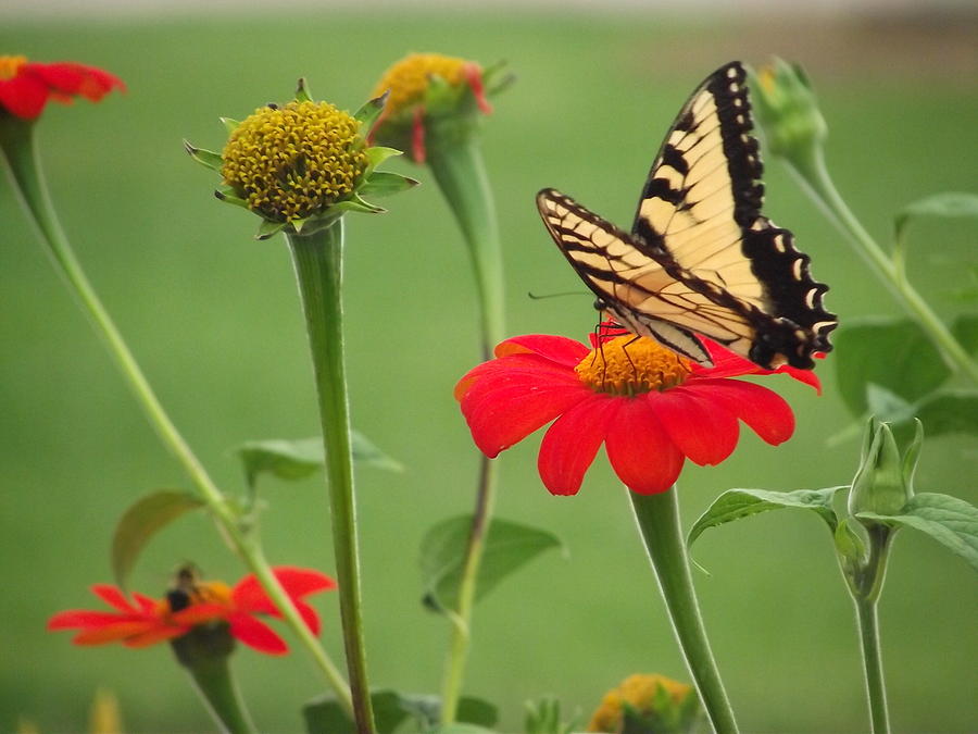 Butterfly Photograph - Butterfly Paradise by Belinda Stucki