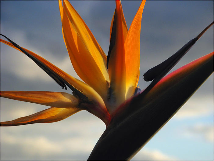 Paradise Bird Photograph by Mirza Ajanovic | Fine Art America