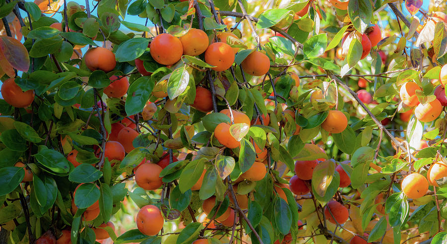 Paradise for Persimmons Photograph by Jeremy Holton