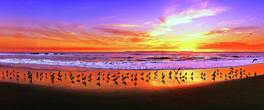 Paradise Found, Huntington Beach, California, Catalina Island Photograph by Don Schimmel