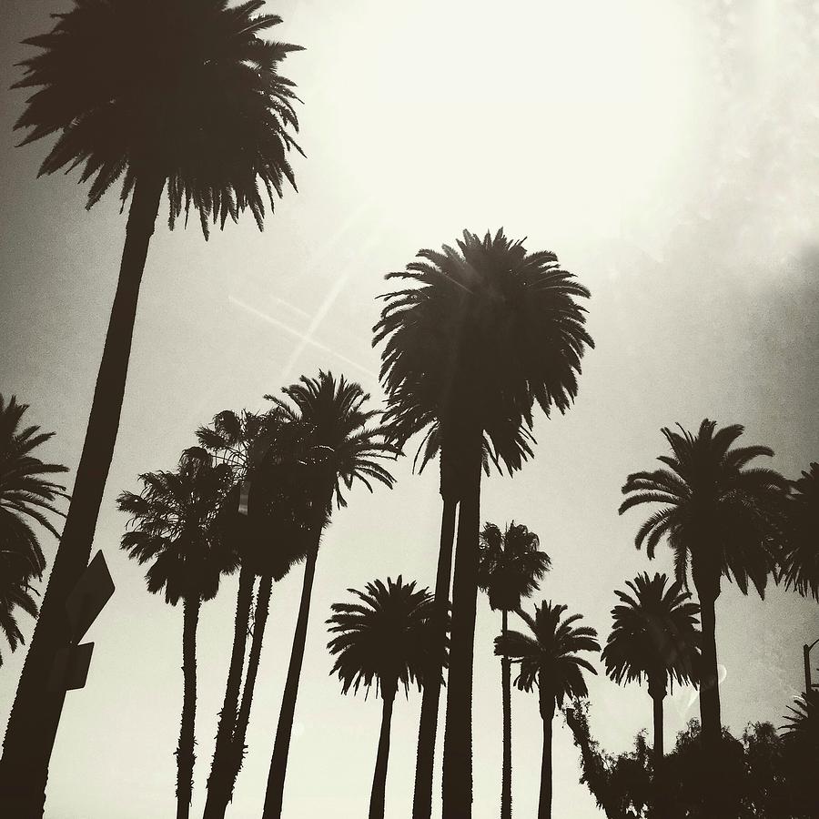 Palm Tree Photograph - Paradise In The City by Joseph Mari Palm Tree Photograph - Paradise In The City by Joseph Mari