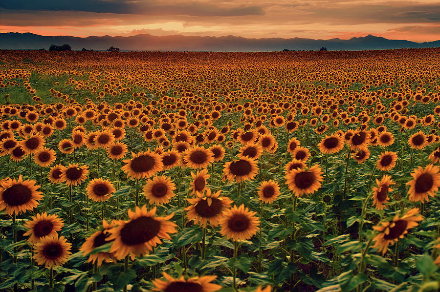 Paradise Is Sunflowers and Sunsets Photograph by John De Bord