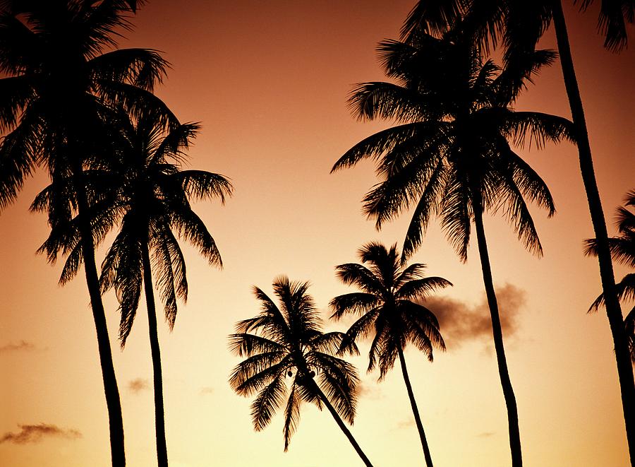 Paradise Island Palms Photograph by David Lyons - Fine Art America