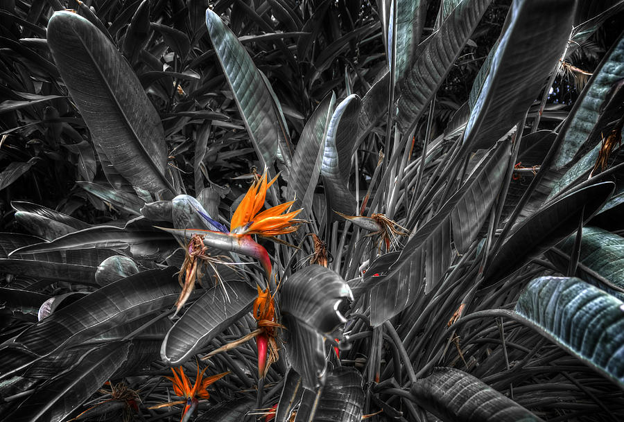 Flower Photograph - Paradise Lost by Wayne Sherriff