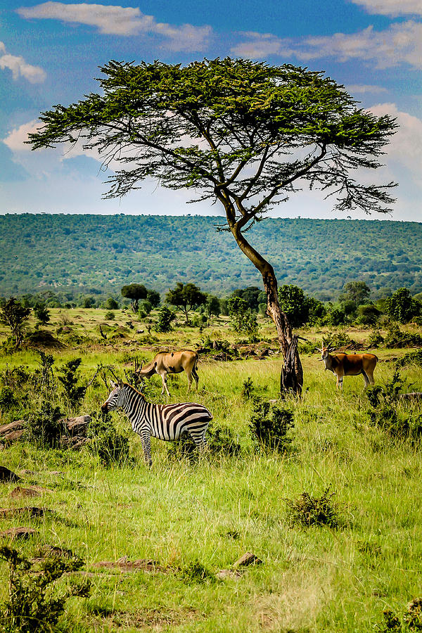 Wildlife Photograph - Paradise on the Mara by Bryan Moore