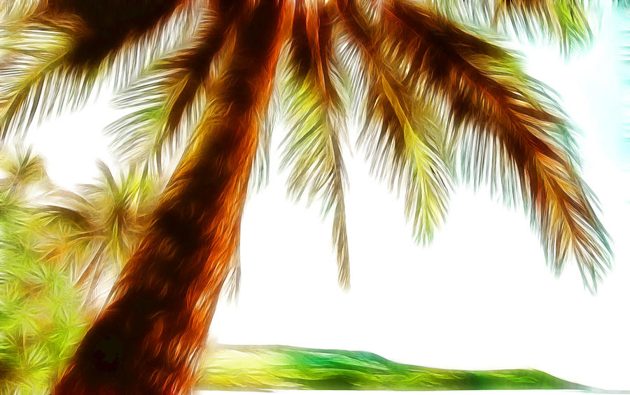Paradise Palm Photograph by Athena Mckinzie
