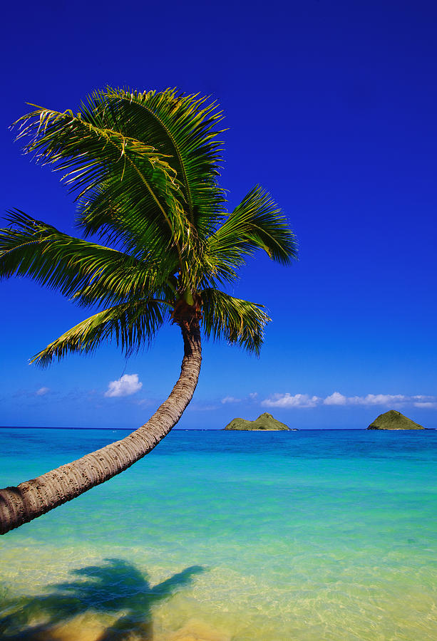 Paradise Palm over Lanikai Photograph by Tomas del Amo - Printscapes