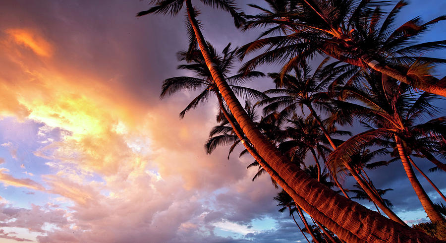 Paradise Palms Photograph by James Roemmling