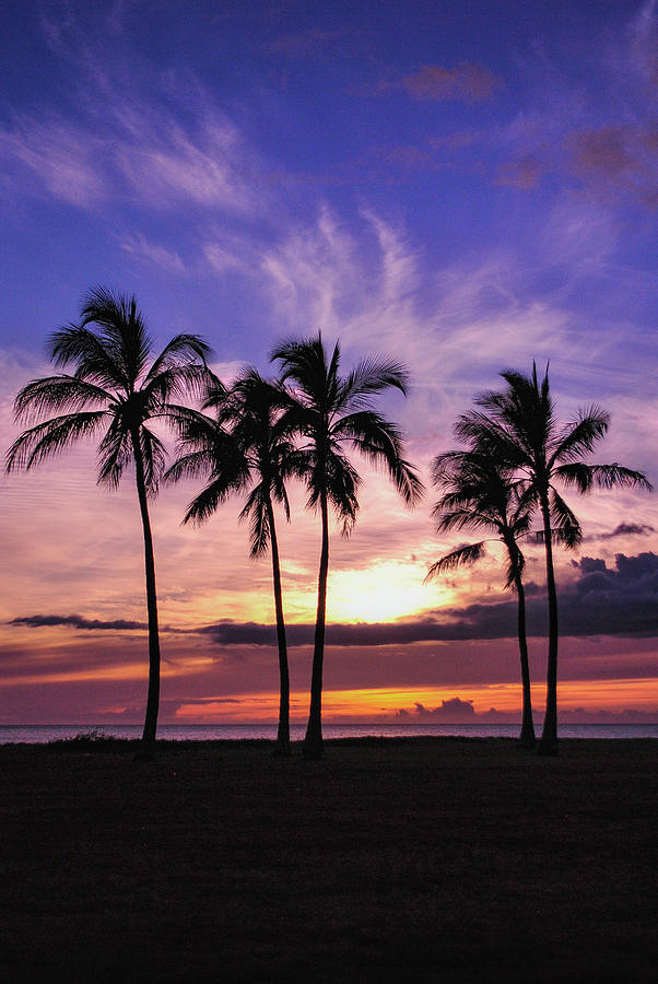 Paradise Palms Photograph