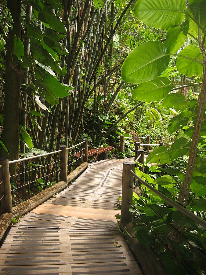 Paradise Pathway Photograph by Halle Treanor - Fine Art America