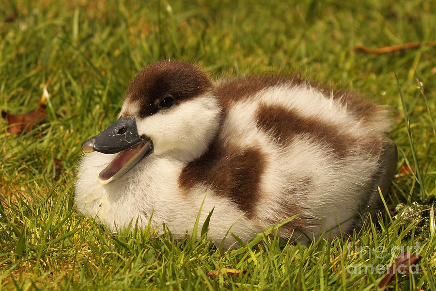 Paradise Shelduckling Calling Photograph by Max Allen
