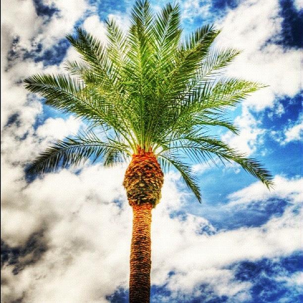 Nature Photograph - Paradise?  #tree #palmtree #hdr #sky by Eric Greer