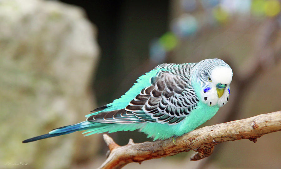 Parakeet Photograph By Inspirational Photo Creations Audrey Taylor 