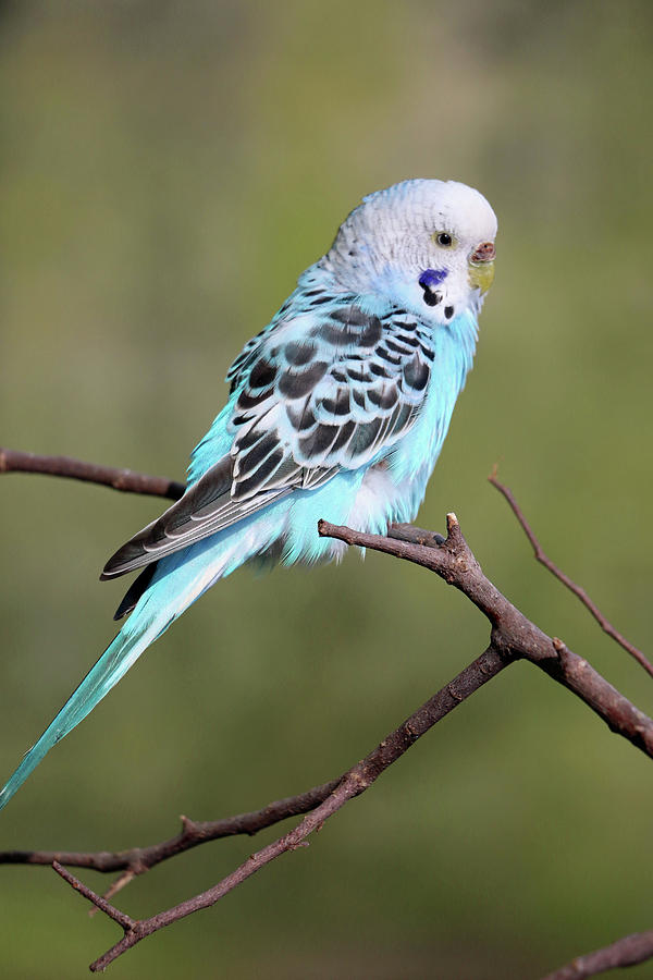 Parakeet - Blue 02 Photograph by Pamela Critchlow