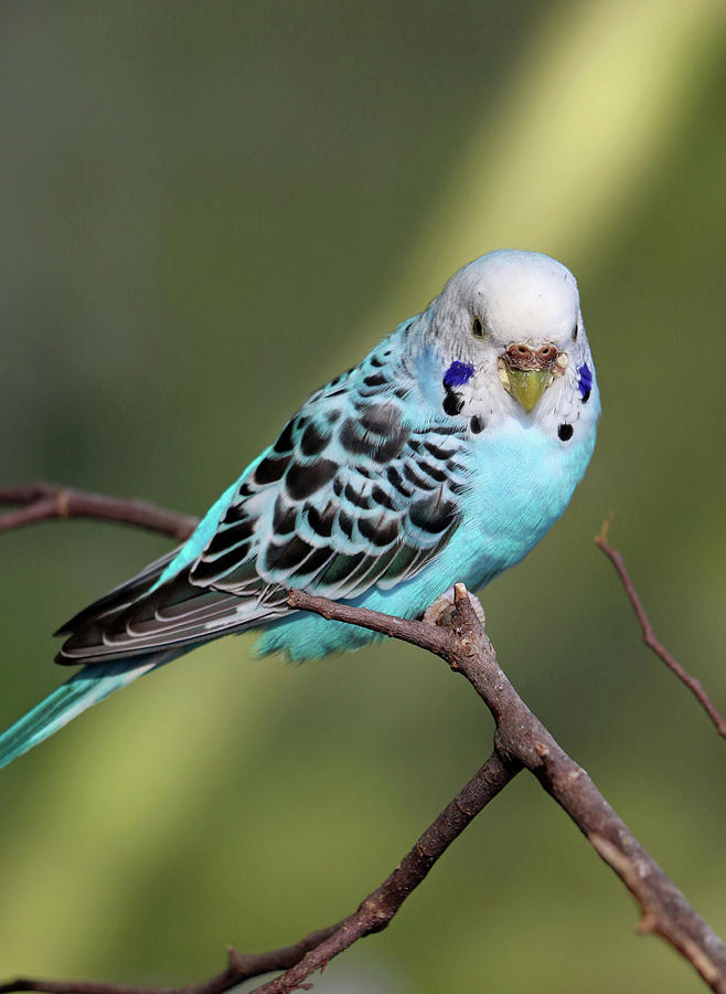 Parakeet - Blue Photograph by Pamela Critchlow