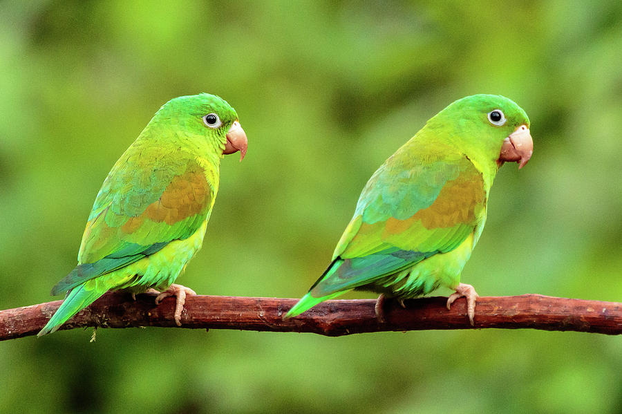 Parakeet Couple Photograph by Stefan Mazzola