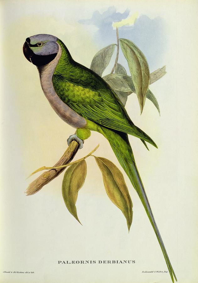 Parakeet Photograph - Parakeet by John Gould