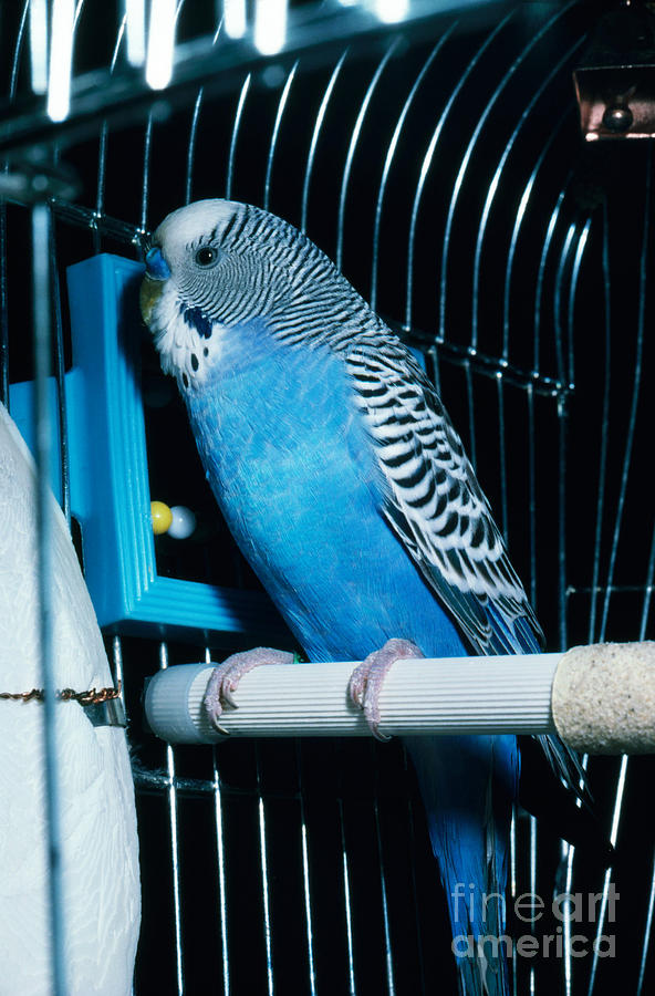 Parakeet Photograph by John Kaprielian