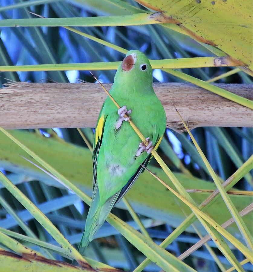 Parakeet still in tree Photograph by Cathy Gibson - Fine Art America