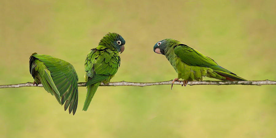 Parakeet Trio Photograph by Dawn Currie