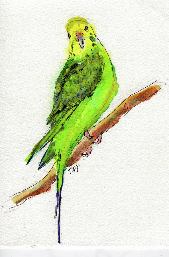 Parakeet Tweedee Painting by Doris Blessington