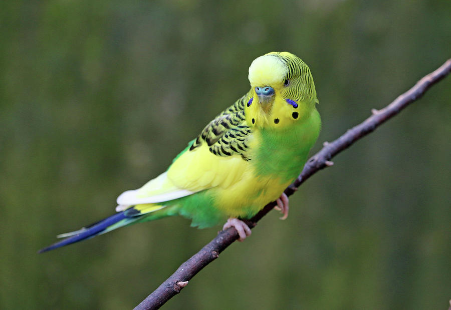 Parakeet - Yellow/Green Photograph by Pamela Critchlow