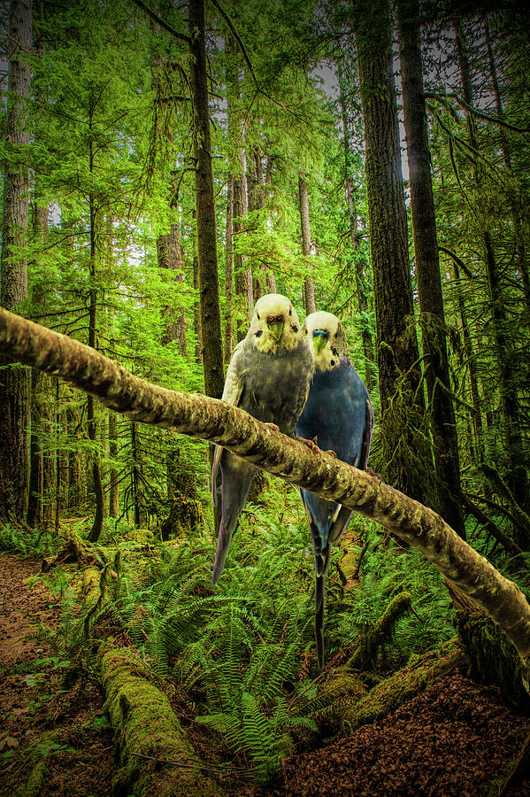 Parakeets perched on a branch Photograph by Randall Nyhof
