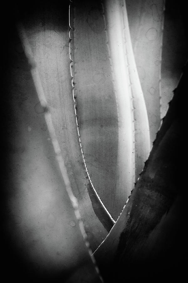 Abstract Photograph - Parallel botany #5177 by Andrey Godyaykin