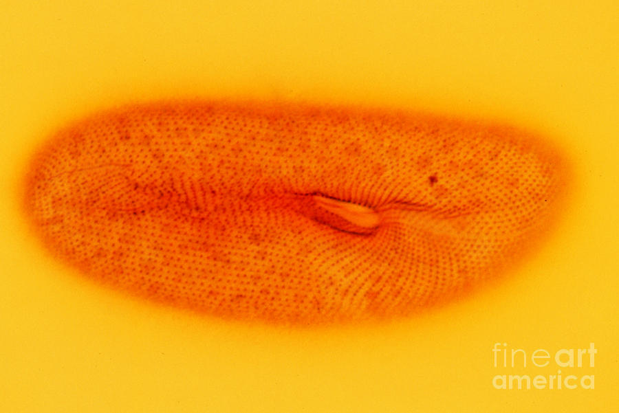 Paramecium aurelia LM Photograph by Greg Antipa