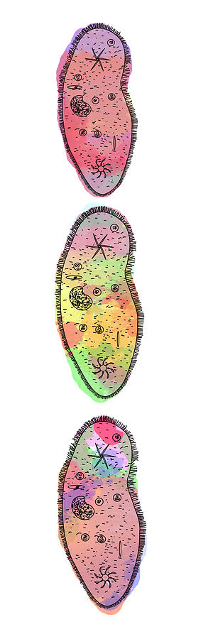 Paramecium goes pop 3 Digital Art by Keshava Shukla
