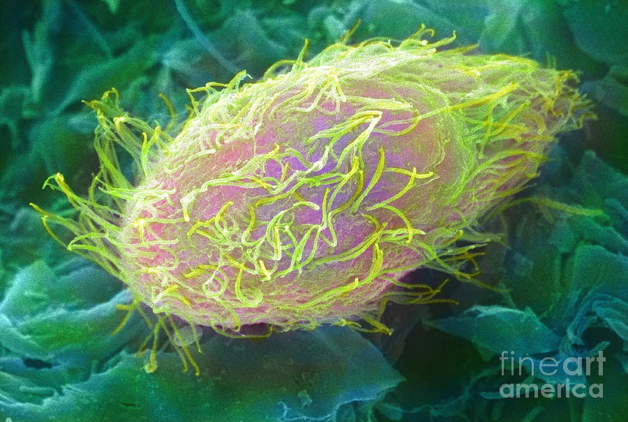 Paramecium, Sem Photograph by Ted Kinsman