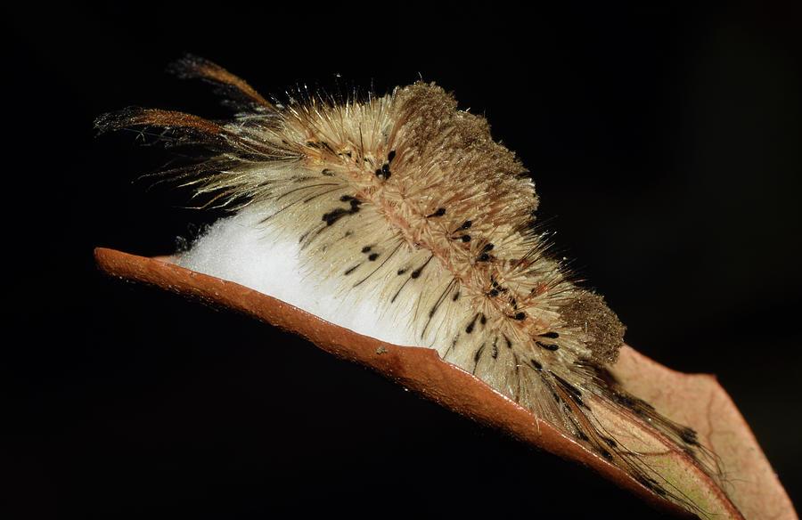 Parasitized Tussock Moth Caterpillar Photograph by Larah McElroy