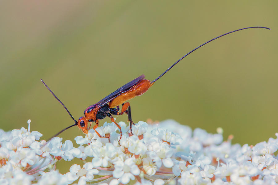 Parasitoid wasp - Glyptomorpha pectoralis Photograph by Jivko Nakev