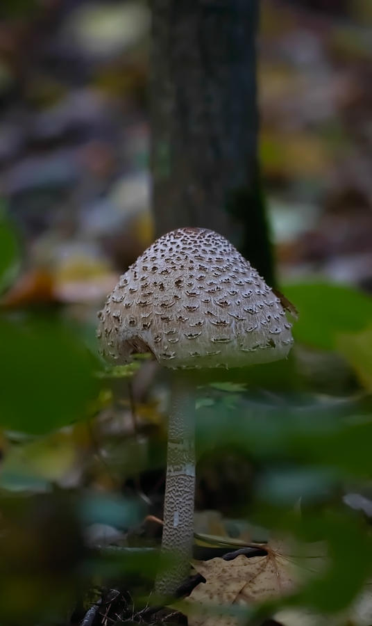 Parasol mushroom 3  Photograph by Leif Sohlman