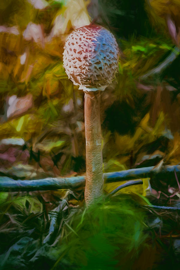 Artistic parasol mushroom also known as snake s hat Photograph by Leif Sohlman