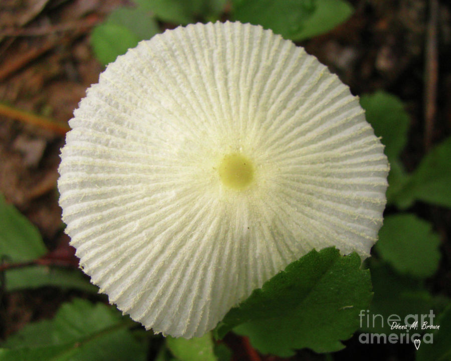 Parasol Mushroom Photograph by Donna Brown