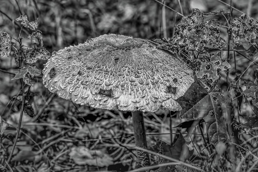 Parasol Mushroom #h2 Photograph by Leif Sohlman