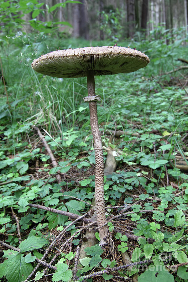 Parasol mushroom in a forest Photograph by Michal Boubin