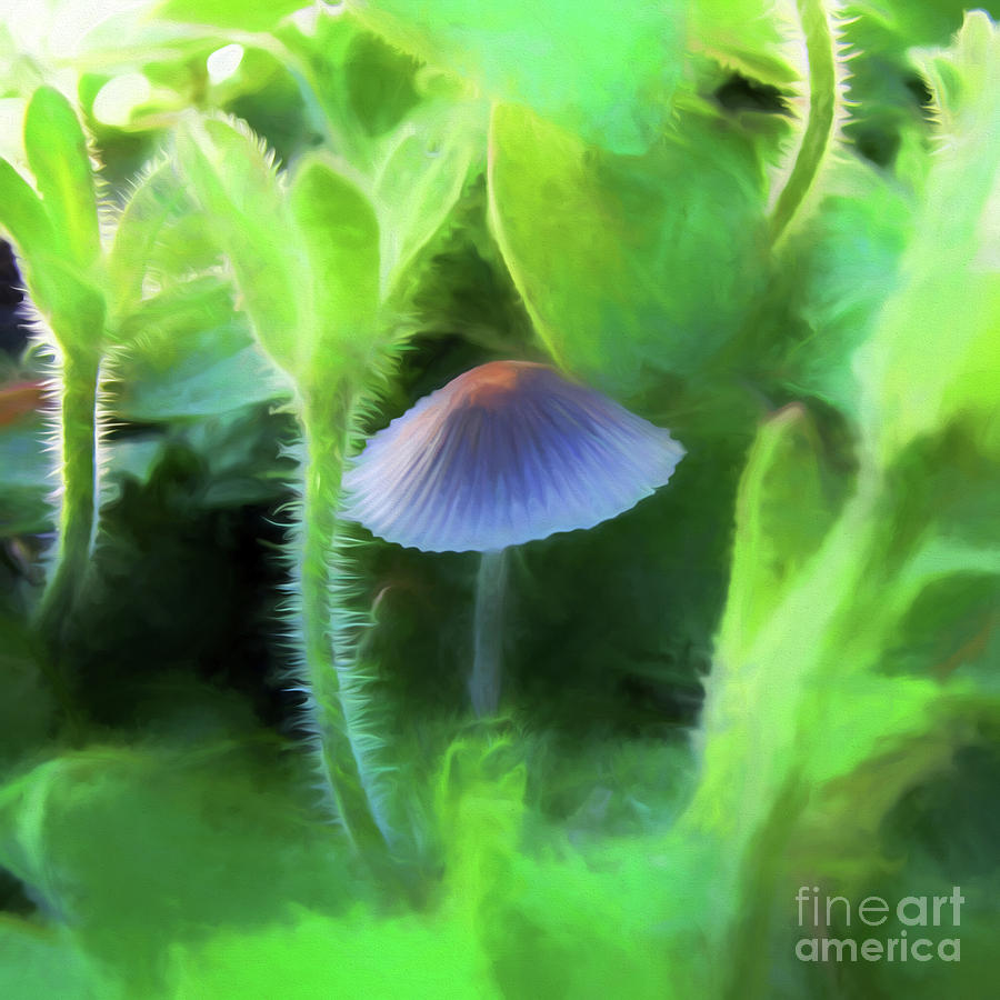 Parasol Mushroom Photograph by John Freidenberg