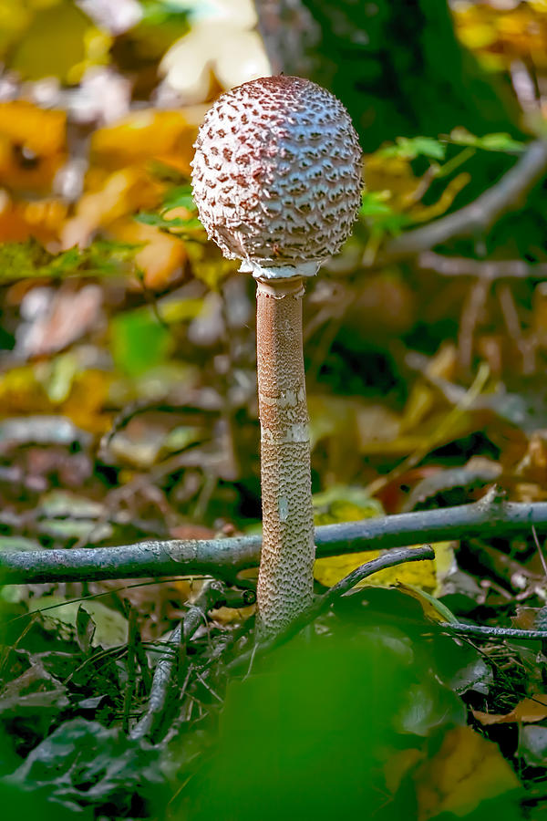 Parasol Mushroom Photograph - Parasol Mushroom by Leif Sohlman