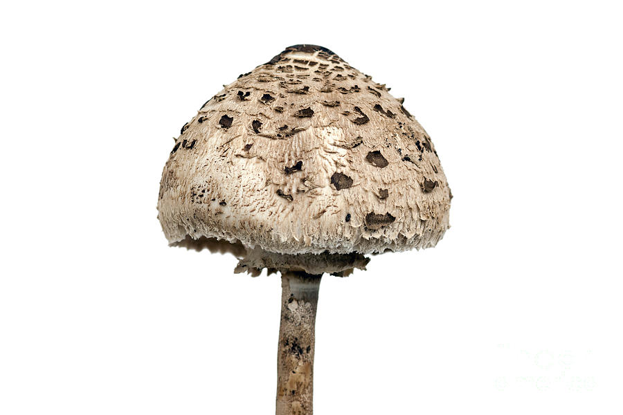 Parasol Mushroom Photograph by Michal Boubin