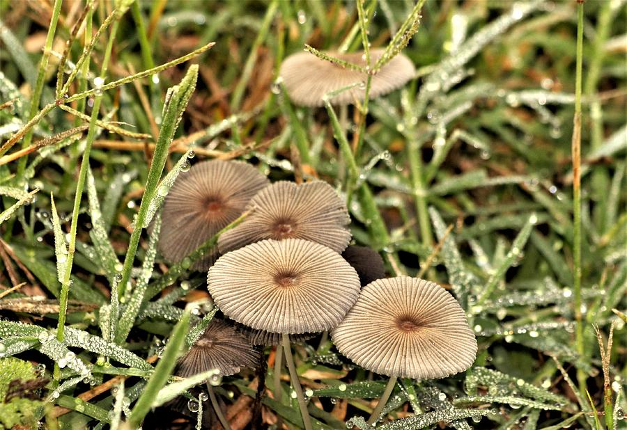 Parasol Mushrooms and Morning Dew Photograph by Sheila Brown