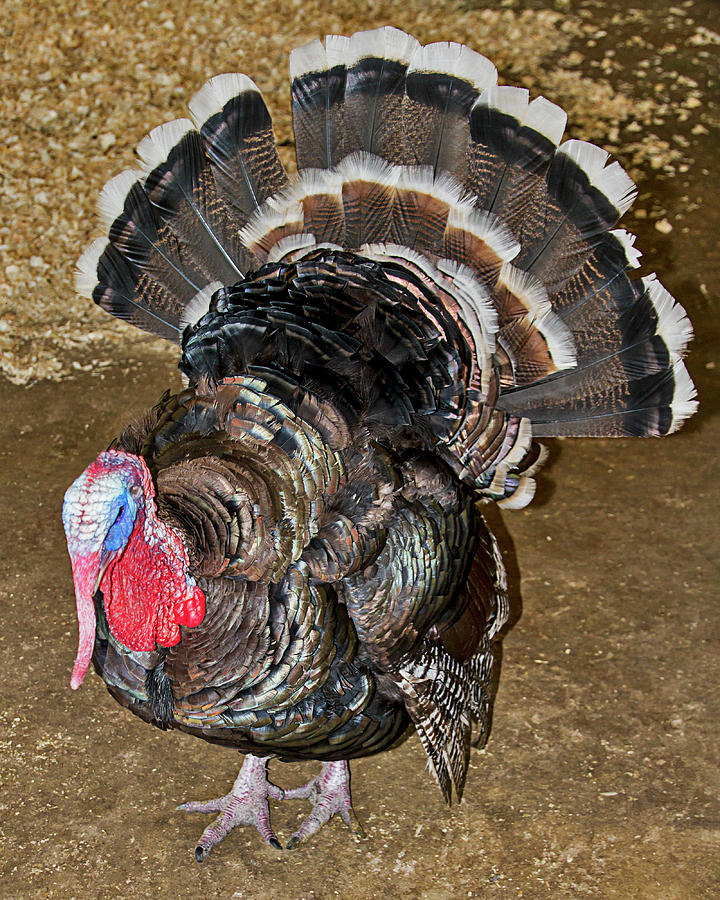 Pardon Me - Im a Turkey Photograph by Bob Slitzan