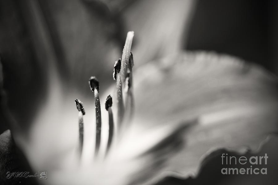 Lily Photograph - Pardon Me in Black and White by J McCombie