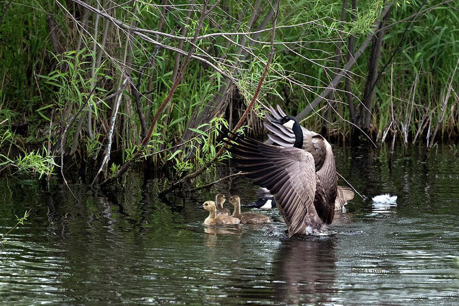 Goose Photograph - Parental Guidance by Jayne Gohr